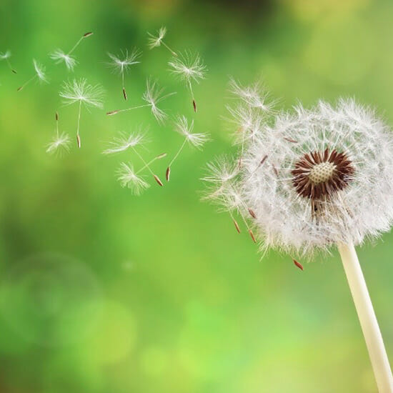 Das Element Wind in Naturgewalten - Die Insel der Götter